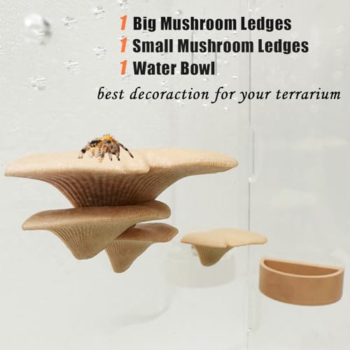 Okueejur 2 Pack Jumping Spider Accessories Mushroom Ledges & 1 Pack Water Bowl with Magnets for Spoods Jumping Spiders Magnetic Ledge Ladder Pet Spider Accessories (Not Included The Terrarium) (beige) - Image 2