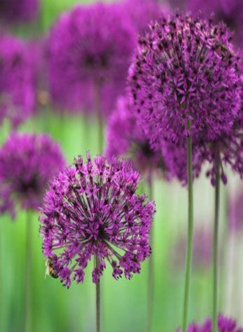GGOOT 5pcs Allium seeds Purple Beautiful Allium Flower Heirloom Easy to Care Outdoor Planting Garden Patio Natural Growth Suitable for Beginners - Image 2