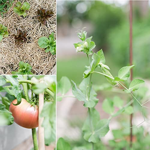 Sereniseed Certified Organic Vegetable Seed Collection (20-Pack) – 100% Non GMO, Open Pollinated Varieties - Image 5