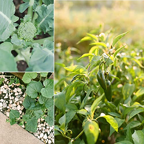 Sereniseed Certified Organic Vegetable Seed Collection (20-Pack) – 100% Non GMO, Open Pollinated Varieties - Image 4