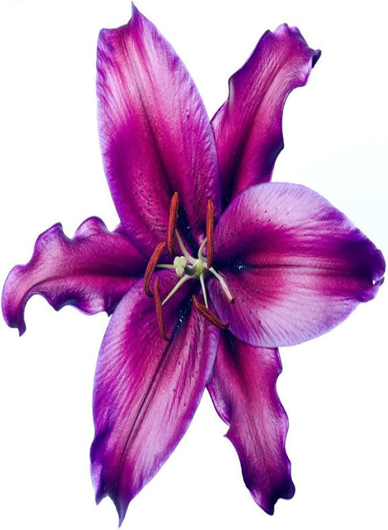 GGOOT Green Garden Flower Plants-100Pcs/Bag Lily Seeds Sunshine Needed Non Hybrid 8 Colors Bonsai Lily Seeds for Bonsai - White - Image 5