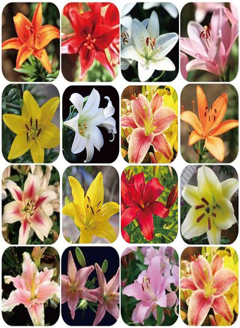 GGOOT Green Garden Flower Plants-100Pcs/Bag Lily Seeds Sunshine Needed Non Hybrid 8 Colors Bonsai Lily Seeds for Bonsai - White - Image 2