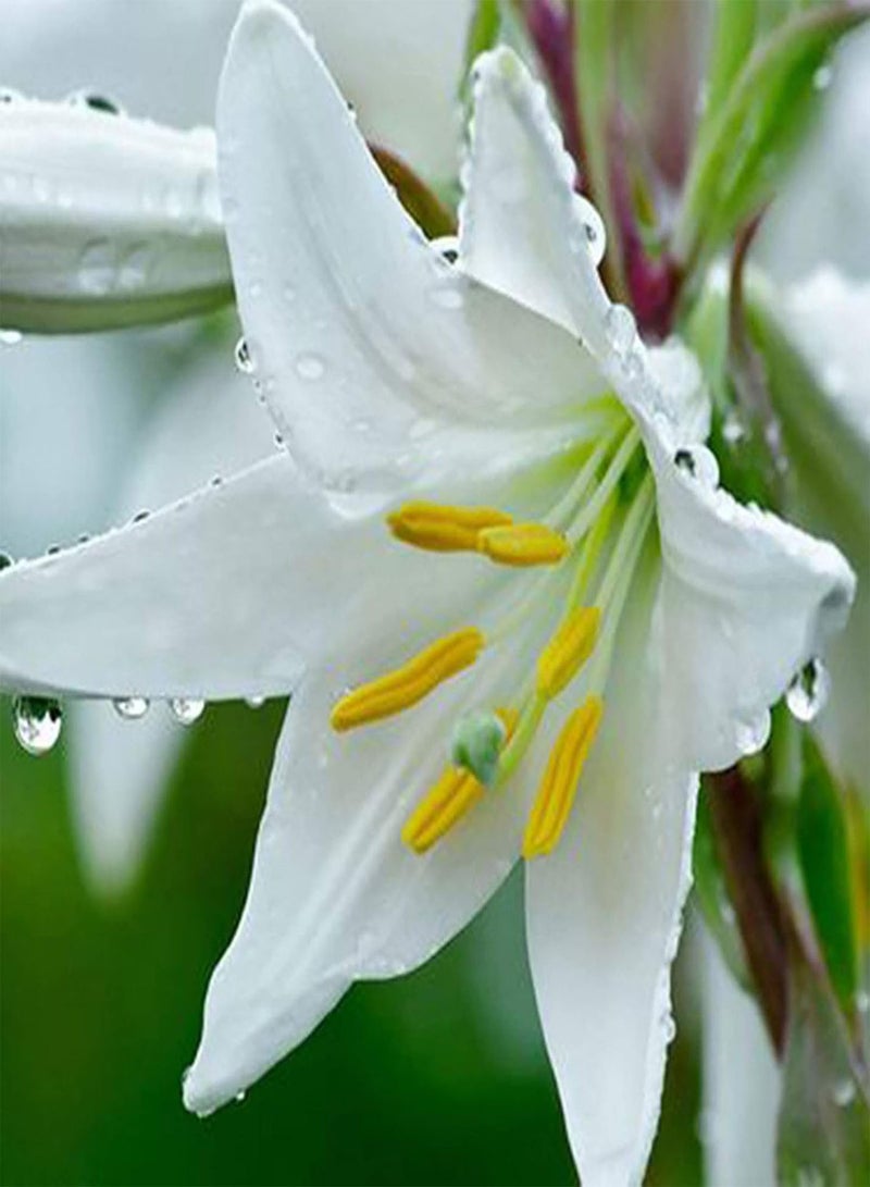 GGOOT Green Garden Flower Plants-100Pcs/Bag Lily Seeds Sunshine Needed Non Hybrid 8 Colors Bonsai Lily Seeds for Bonsai - White - Image 1