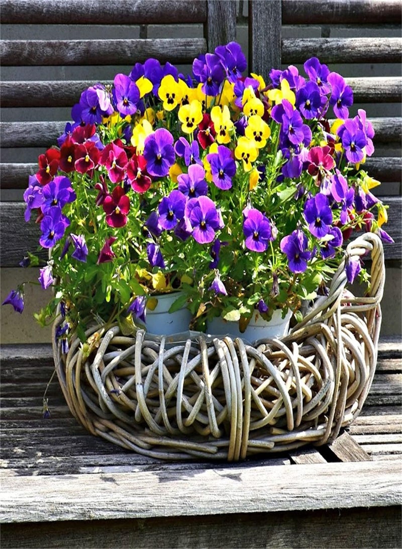 GGOOT Pansy Seeds UK/Heirloom Garden Seeds/Strange Flower/Potted Garden Plants/Aromatic Beautiful Flower Seed/Fresh Oriental Flower Seeds/Simple Planting-100 pcs,A - Image 1