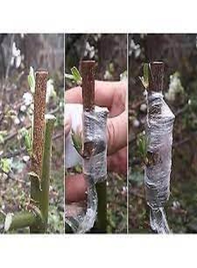 Tornito 12 Pairs Tiny Threadless Flat Back Stud Earrings Stainless Steel Round Cubic Zirconia Stud Earrings Set Cartilage Earring Tragus Helix Piercing Jewelry For Men Women 2MM-3MM 20G - Image 4