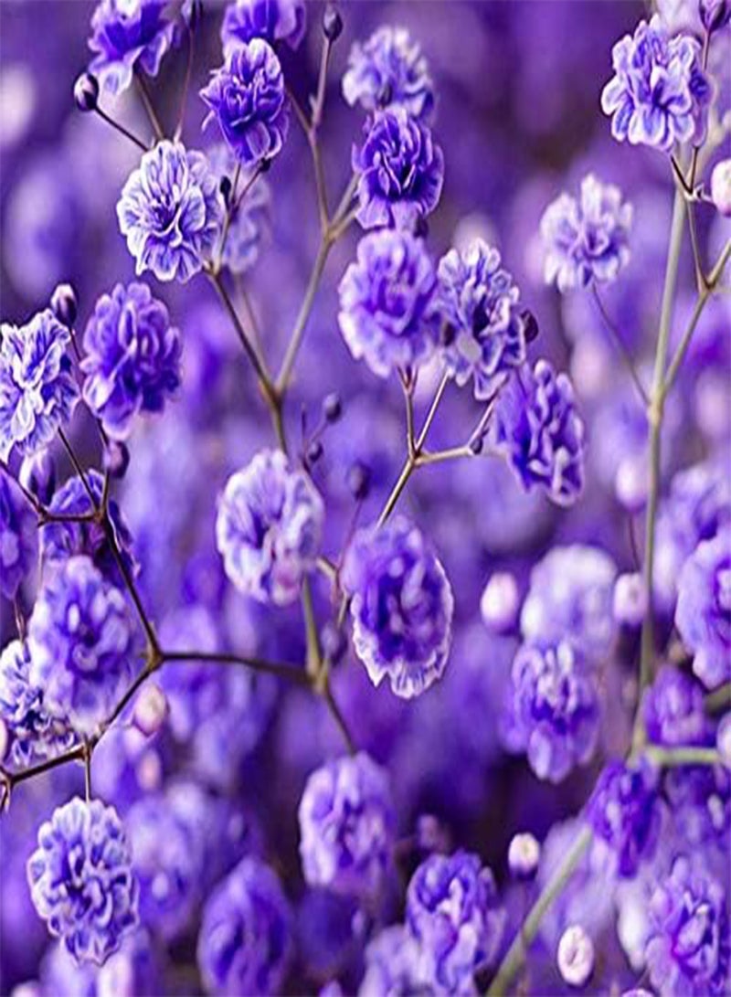 GGOOT seeds Fresh 100 Pcs Gypsophila Flower Seeds for Planting Light Violet