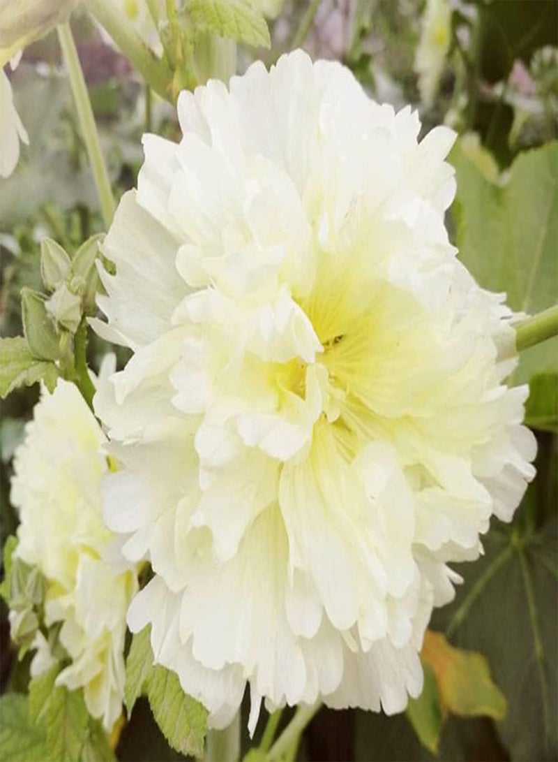 GGOOT 200pcs White Pure Dignified Hollyhock Seeds Suitable Planting in Sunny Environment Rapid Growth Enjoy The Joy of Harvest - Image 3