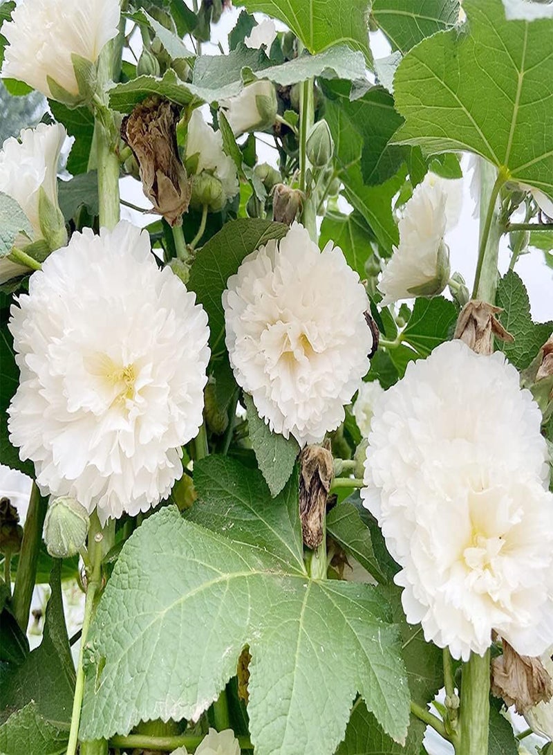 GGOOT 200pcs White Pure Dignified Hollyhock Seeds Suitable Planting in Sunny Environment Rapid Growth Enjoy The Joy of Harvest - Image 2