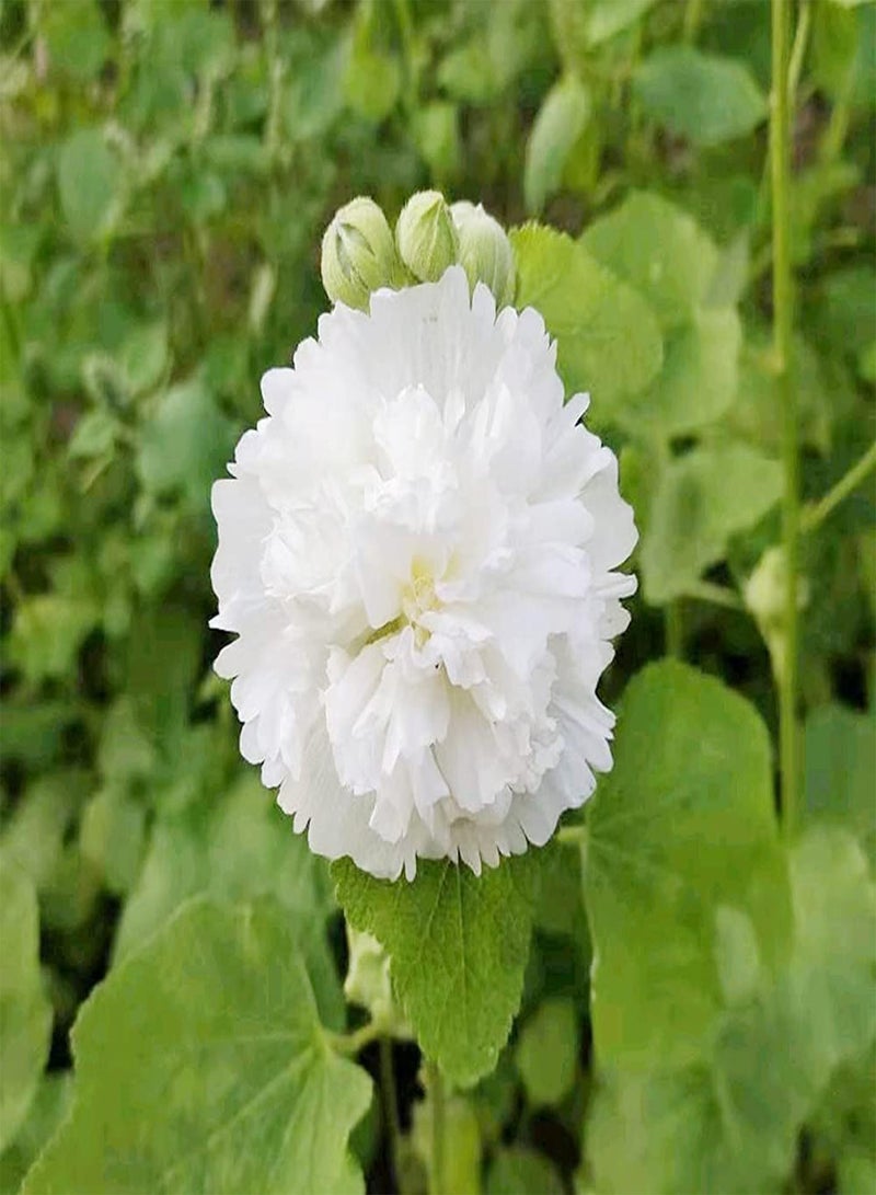GGOOT 200pcs White Pure Dignified Hollyhock Seeds Suitable Planting in Sunny Environment Rapid Growth Enjoy The Joy of Harvest - Image 1