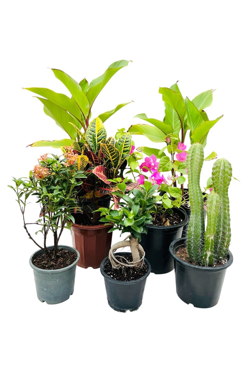 مجموعة نباتات خارجية حية، 7 أنواع، بما في ذلك إكسورا، وكروتون، وفيكوس بونساي، والصبار العمودي، والبوغانفيليا، والكورديلين فروتيكوسا