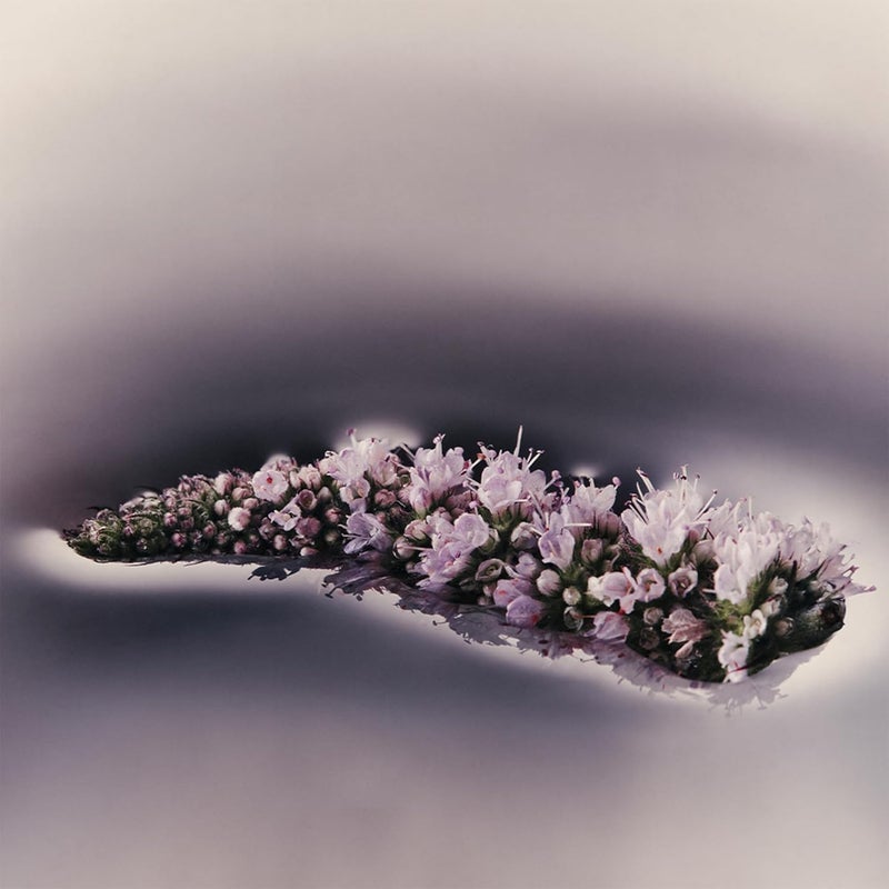 Aesop Eleos Nourishing Body Cleanser Hydrating Ingredients For Refreshed Soft Skin Enriched With Emollients Humectants Purifying Botanicals 180mL 62oz - Image 3