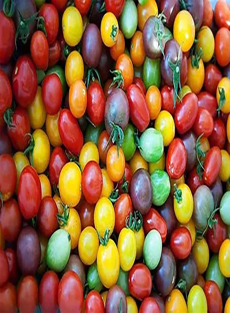 جي جوت 100 قطعة من بذور الطماطم متعددة الألوان، قوية ومليئة بالحيوية، لتستمتع بها العائلة، صناعة يدوية، ديكور فني للحديقة، مناسبة للبستانيين المبتدئين - Image 2