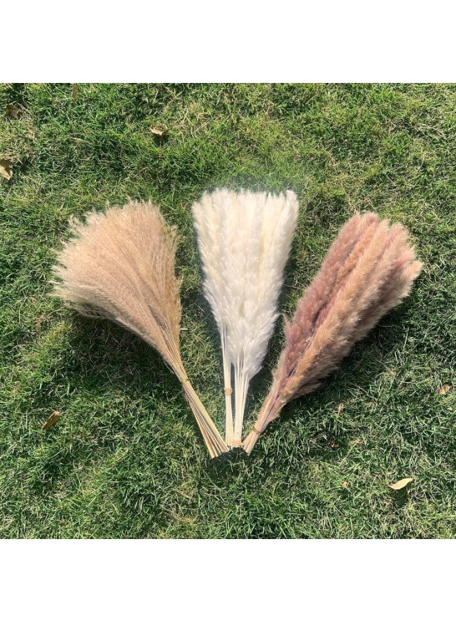 YelaJoy Natural Dried Pampas Grass Bouquet : Brown White Reed Pampas Floral Arrangements Decorations for Home Room Office Party Decor (60PCS) - Image 5