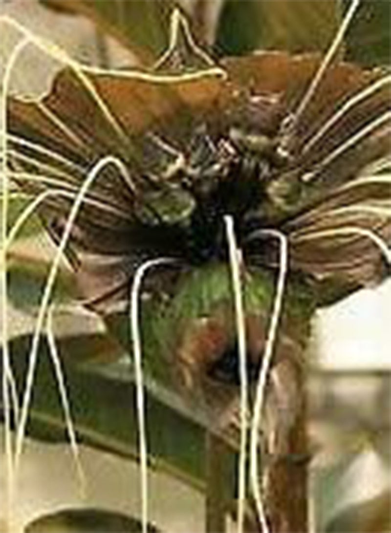 GGOOT Seeds of Tacca Green Isle Green Flower (Bat Plant)
