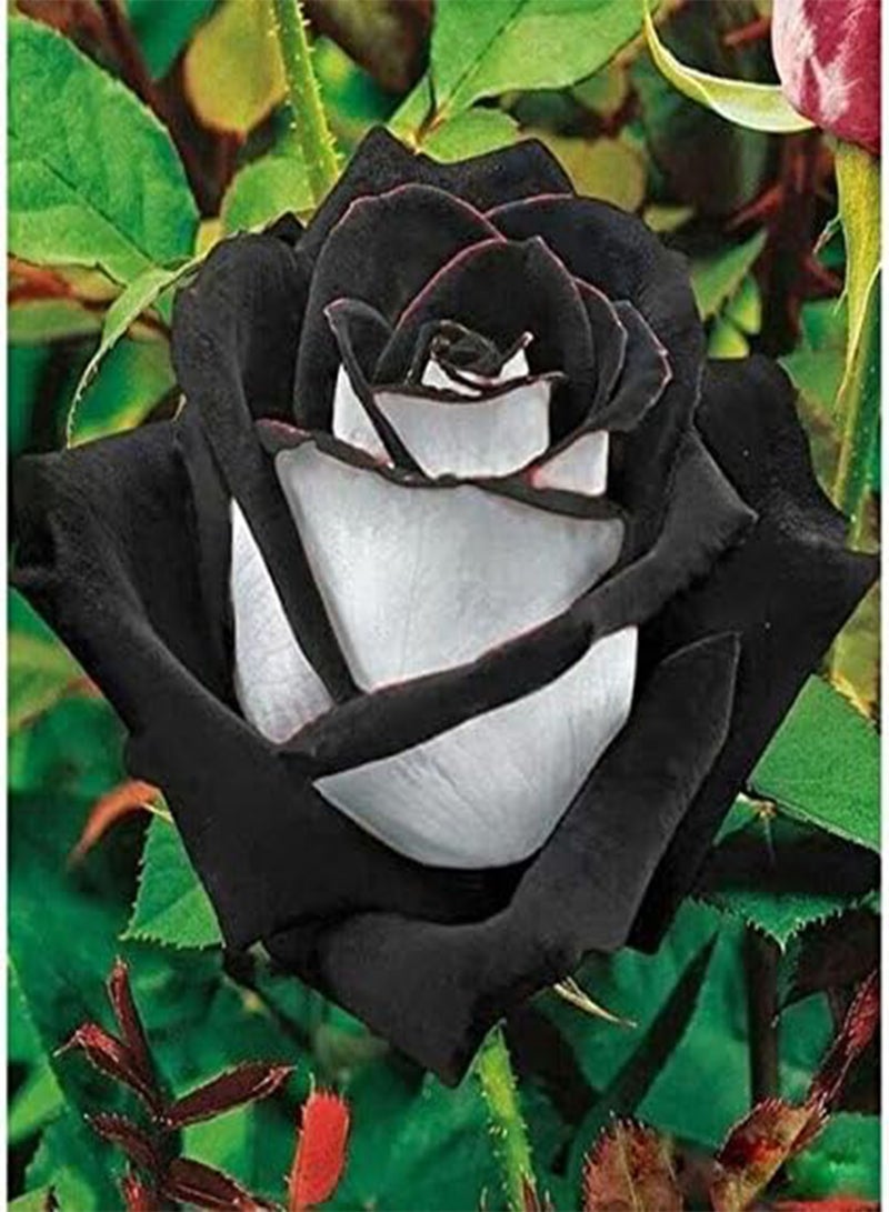 GGOOT Seeds 20pcs Black Rose Seed Seeds Flower Seeds Bonsai Perfume Decorative Garden Plants in Transport Vase - Image 1