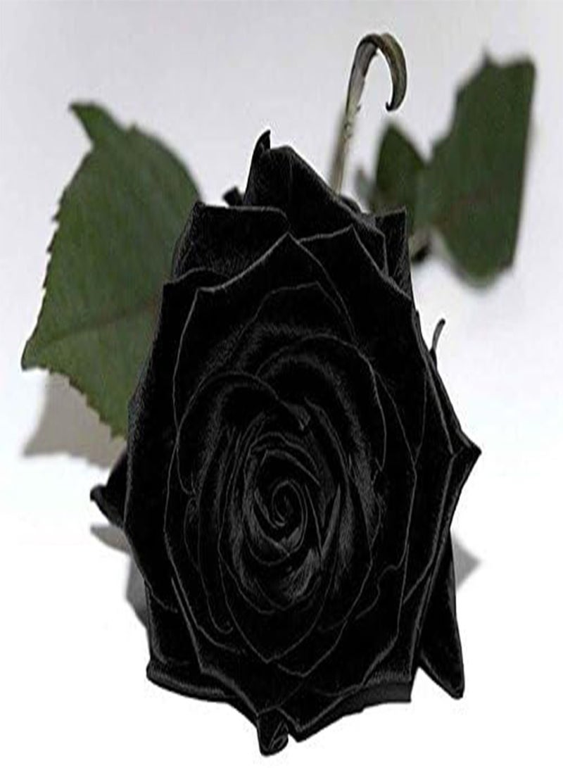 GGOOT Seeds 20pcs Black Rose Seed Seeds Flower Seeds Bonsai Perfume Decorative Garden Plants in Transport Vase - Image 2
