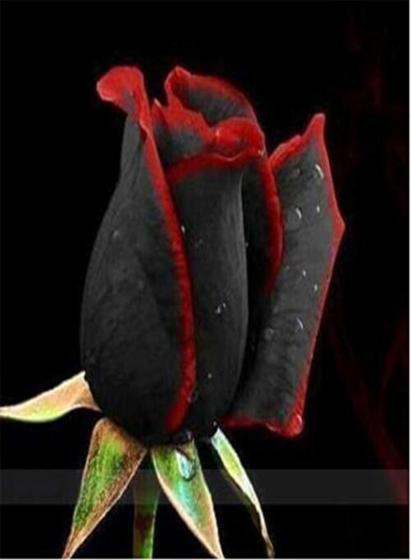 GGOOT Seeds 20pcs Black Rose Seed Seeds Flower Seeds Bonsai Perfume Decorative Garden Plants in Transport Vase - Image 5