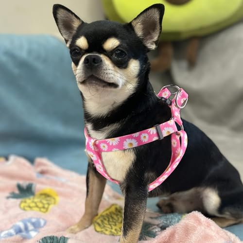 QQPETS Dog Harness Leash Set Adjustable Heavy Duty No Pull Halter Harnesses for Small Medium Large Breed Dogs Back Clip Anti-Twist Perfect for Walking (XS(12"-18" Chest Girth), Daisy) - Image 5