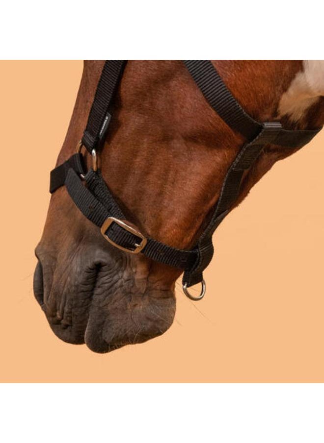 FOUGANZA Horse Riding Halter for Horse and Pony Schooling - Black  - Image 3