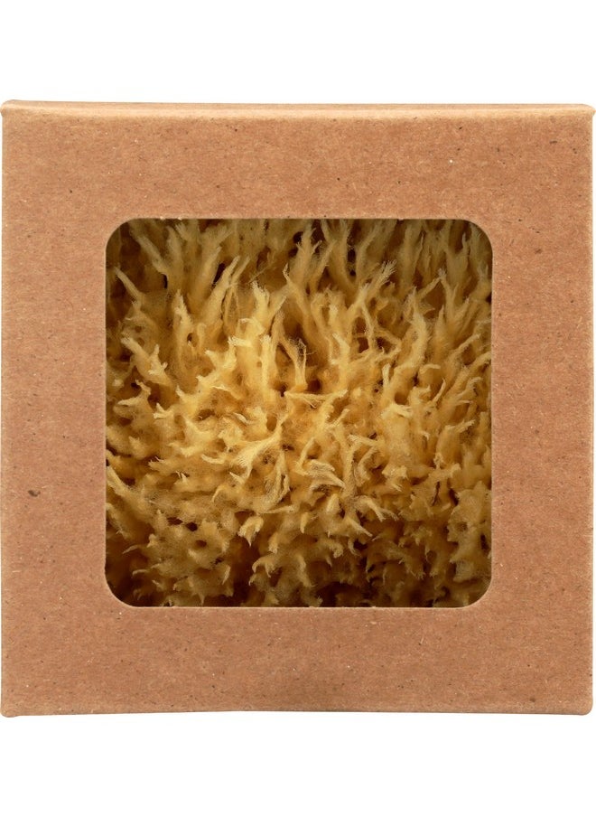 Sea Sponge Caribbean Wool 4.5 In 1 Count - pzsku/Z5F38194B8B479254E180Z/45/_/1696661173/8fb1e986-c10b-434e-9b77-4403e8582bd6