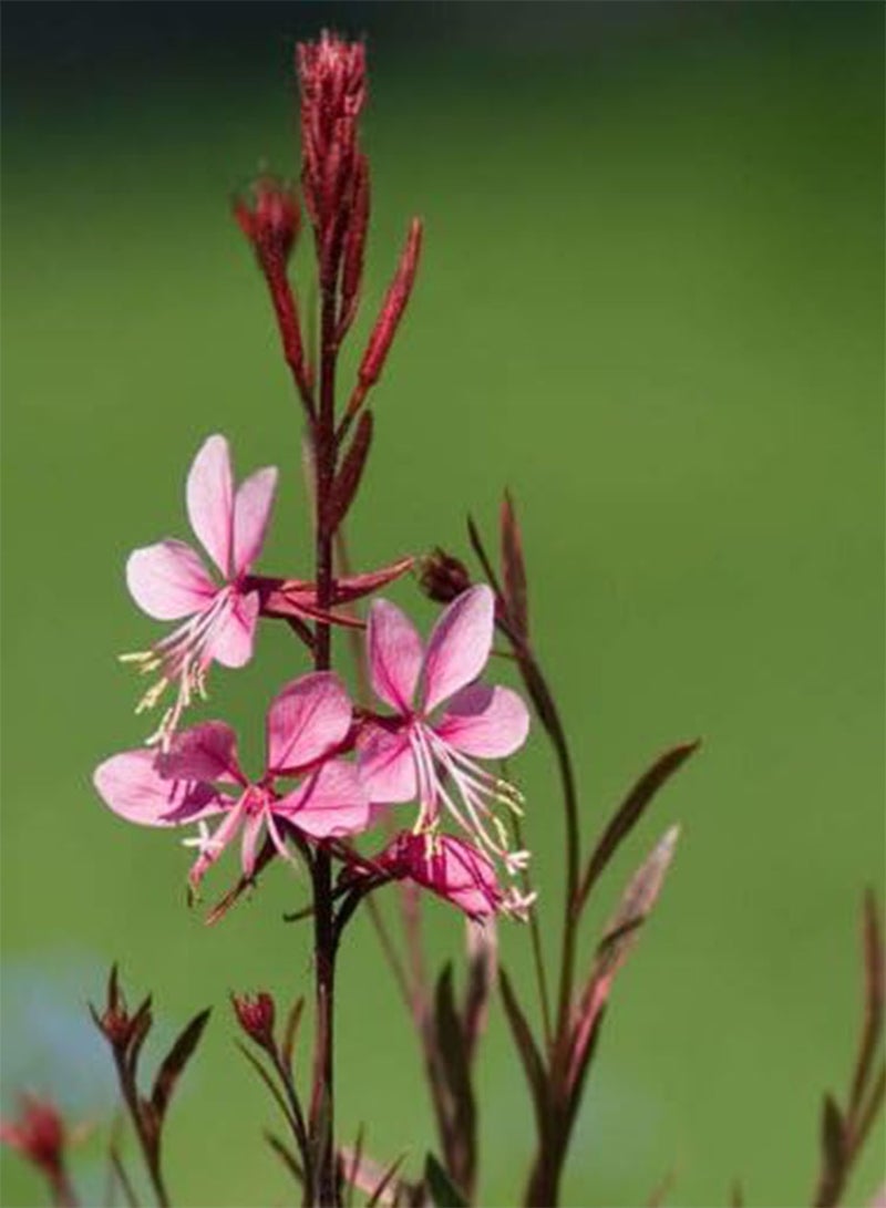 GGOOT 100 Pink GAURA Whirling Butterflies Gaura Lindheimeri Flower Seeds - Image 1