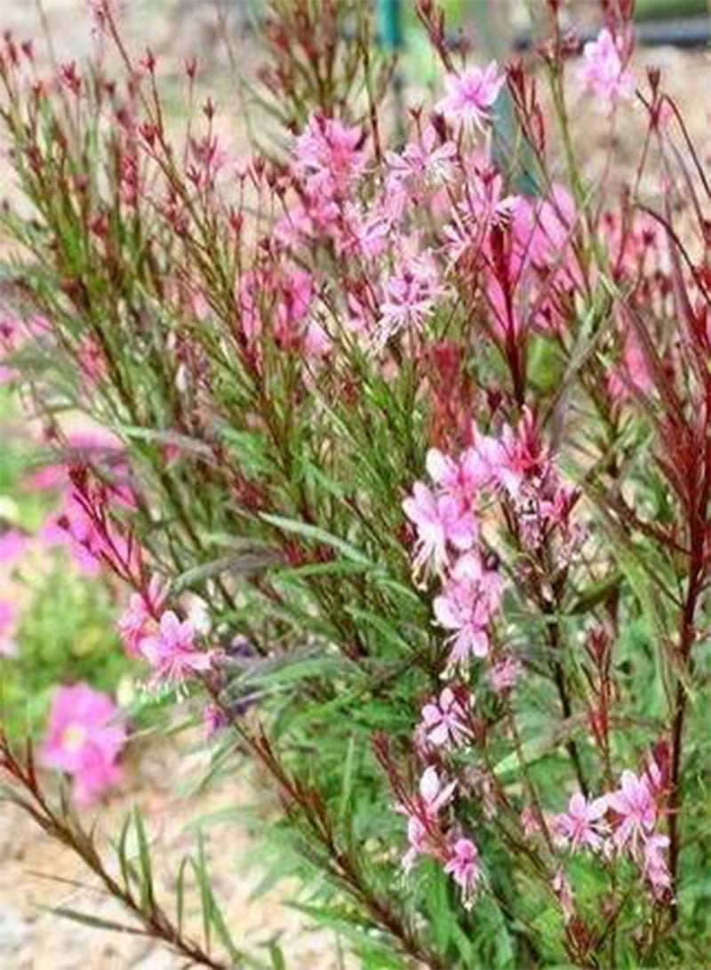 GGOOT 100 Pink GAURA Whirling Butterflies Gaura Lindheimeri Flower Seeds - Image 4