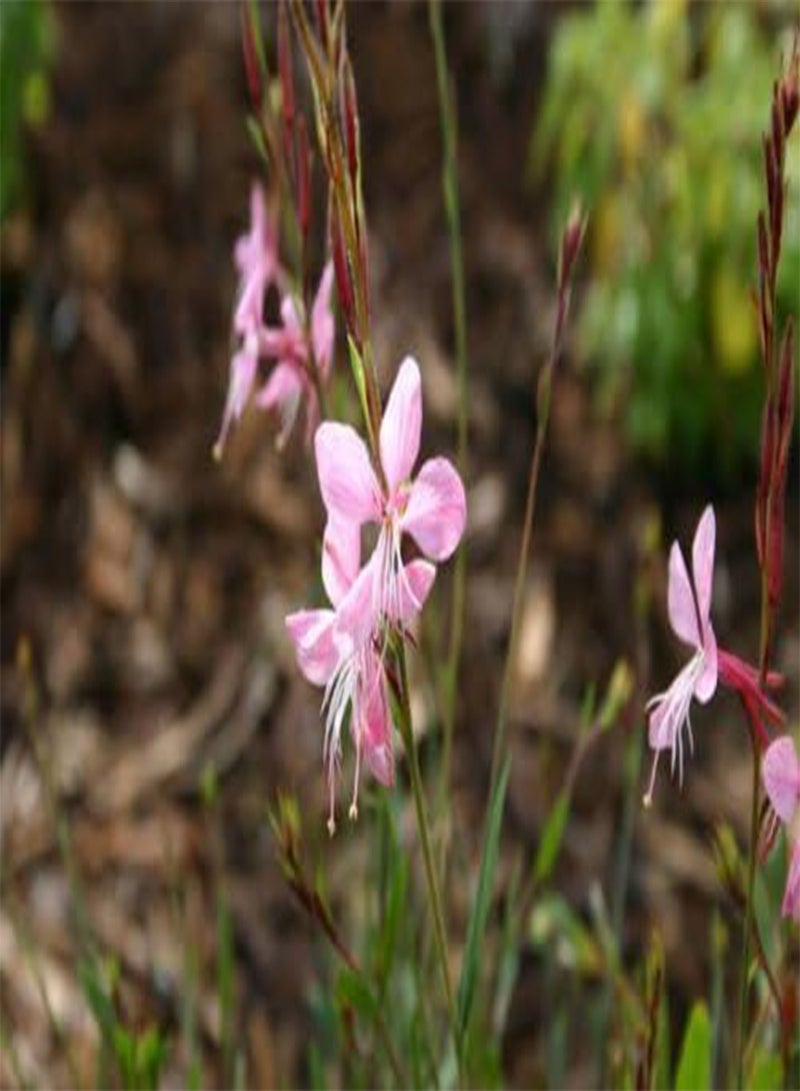 GGOOT 100 Pink GAURA Whirling Butterflies Gaura Lindheimeri Flower Seeds - Image 3