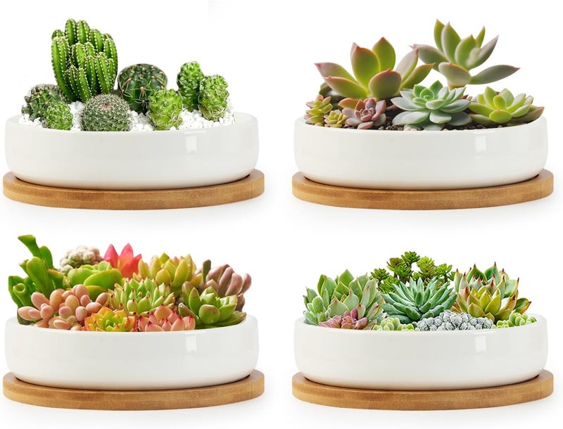 ZOUTOG Succulent Pots,6 Inch Succulent Planters with Drainage and Tray,4 Pack White Ceramic Planters for Indoor Plants,Round Shallow Flower Plant Pots - Image 1