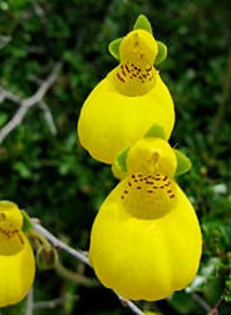 GGOOT Goldcap Purse Slipper Lady's Compact Calceolaria Biflora Hardy Perennial, 20 Seeds - Image 3
