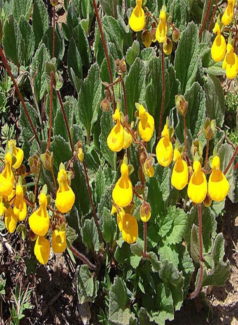GGOOT Goldcap Purse Slipper Lady's Compact Calceolaria Biflora Hardy Perennial, 20 Seeds - Image 2