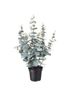 Generic Artificial Potted Plant in Outdoor Eucalyptus, Realistic Faux Plant for Indoor or Outdoor Use, Greenery Decoration 