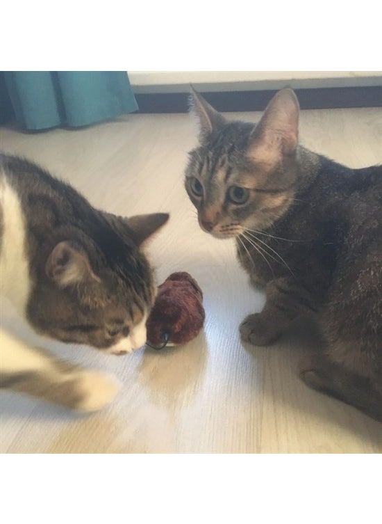 Buffer - ® Wind-Up Cat Training Toy Furry Plush Mouse Catching Interactive Cute Fun Toy - Image 1