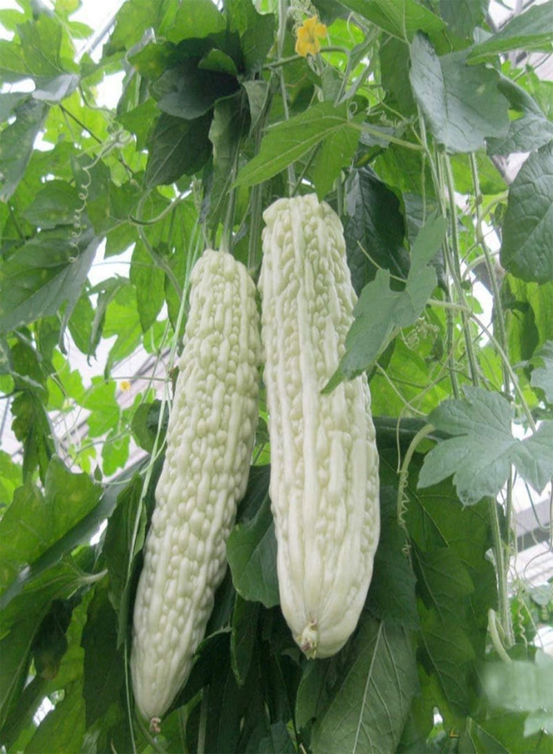 جي جوت 30 قطعة من أكثر مرارًا لتجهيزات الحدائق Jährliches Erbstücgemüse Niedrige Kosten Leicht zu pflegende Terrasse Gartenterrassenbepflanzung Bringen Sie das Gefühl der Leistung - Image 2