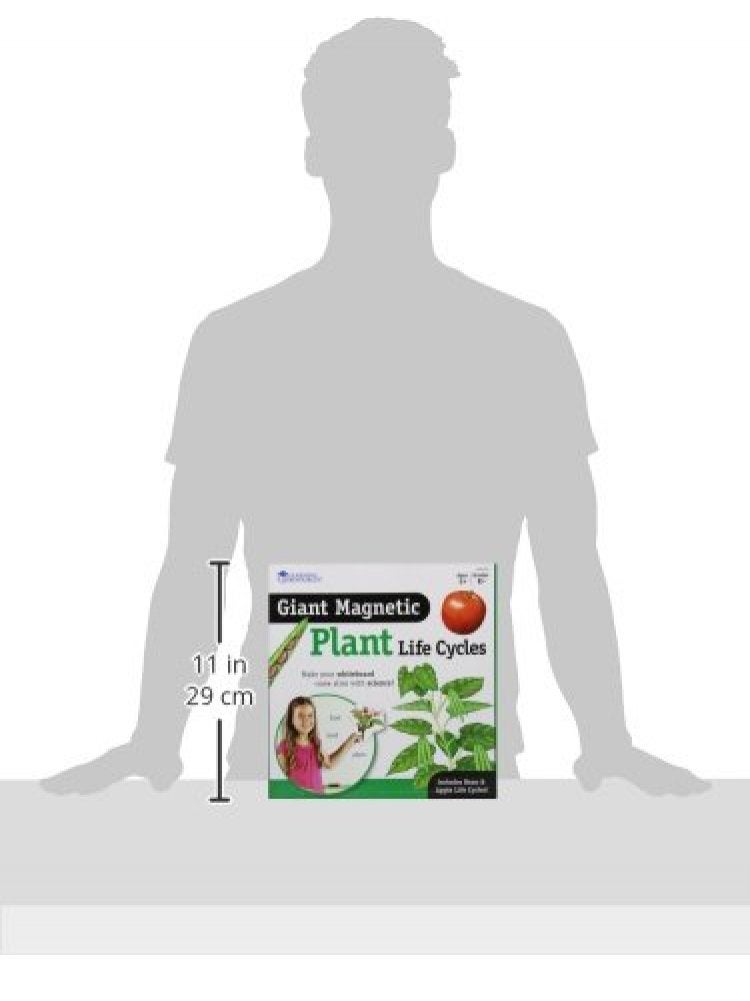 Learning Resources Giant Magnetic Plant Life Cycle - 12 Pieces, Science Exploration Activities for Kids, Homeschool and Classroom Science Supplies - Image 5