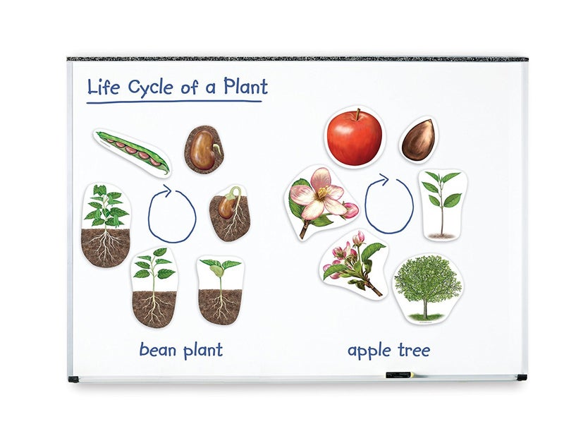 Learning Resources Giant Magnetic Plant Life Cycle - 12 Pieces, Science Exploration Activities for Kids, Homeschool and Classroom Science Supplies - Image 4