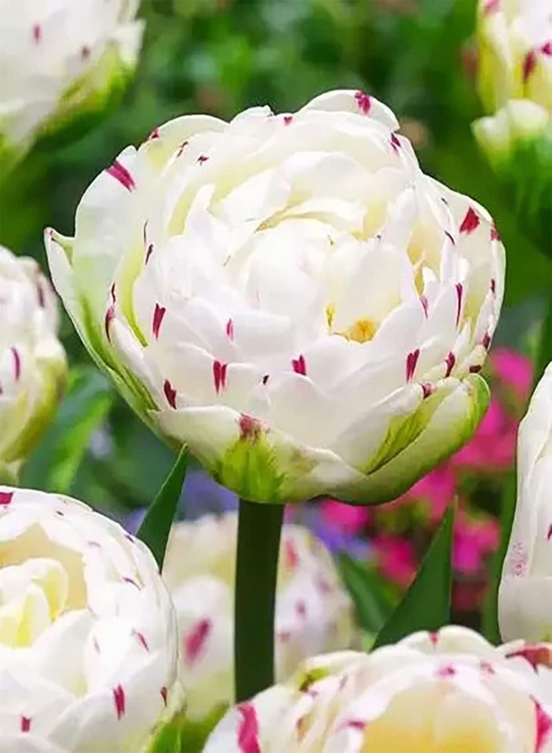 GGOOT 10pcs Tulpenzwiebeln Garten Zierpflanze seltene einzigartige Sorten visueller Genuss exotische Stauden sehr anpassungsfähig Anfänger geeignet - Image 2