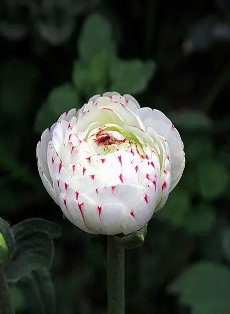 GGOOT 10pcs Tulpenzwiebeln Garten Zierpflanze seltene einzigartige Sorten visueller Genuss exotische Stauden sehr anpassungsfähig Anfänger geeignet - Image 3