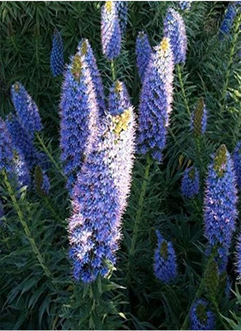 GGOOT Echium Vulgare, Viper's-Buglosses by Heavy Torch,10 Seeds  - Image 1