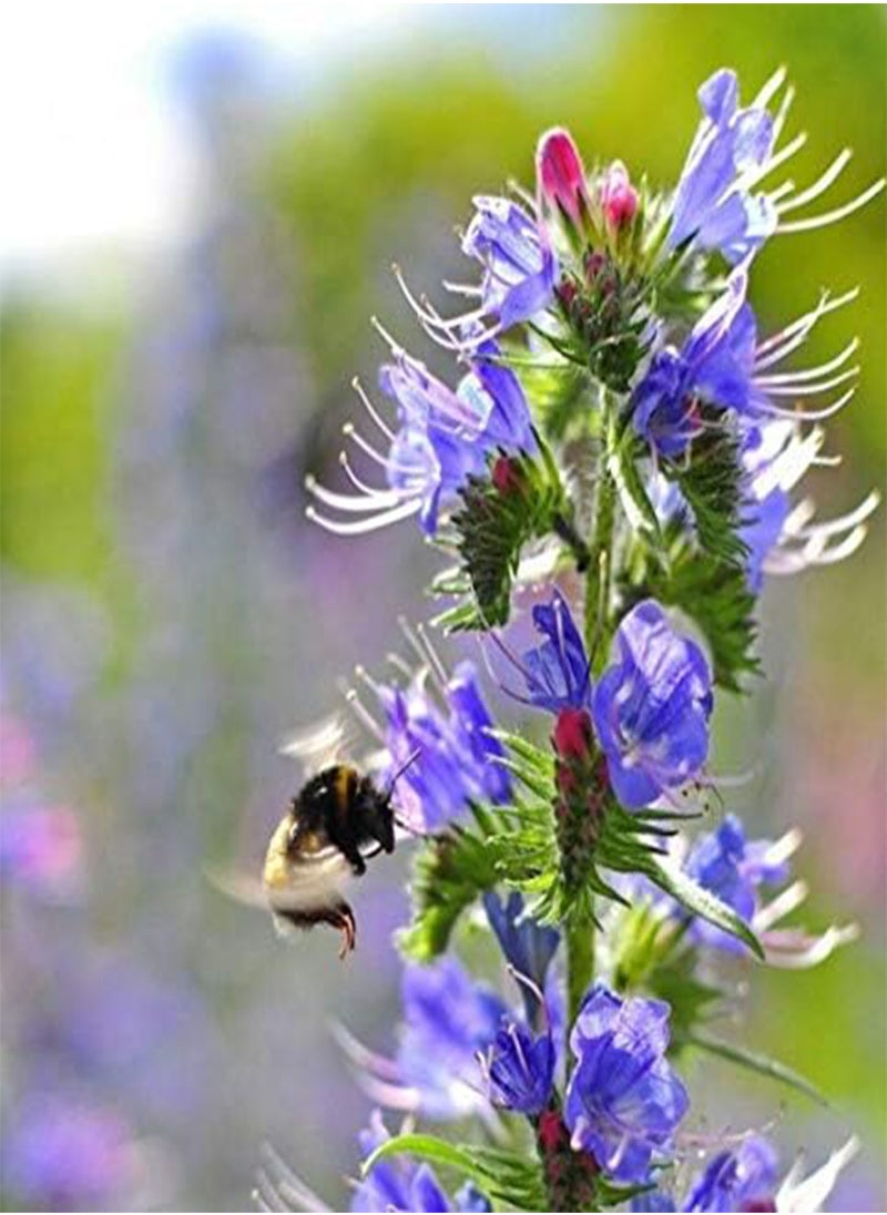 GGOOT Echium Vulgare, Viper's-Buglosses by Heavy Torch,10 Seeds  - Image 2