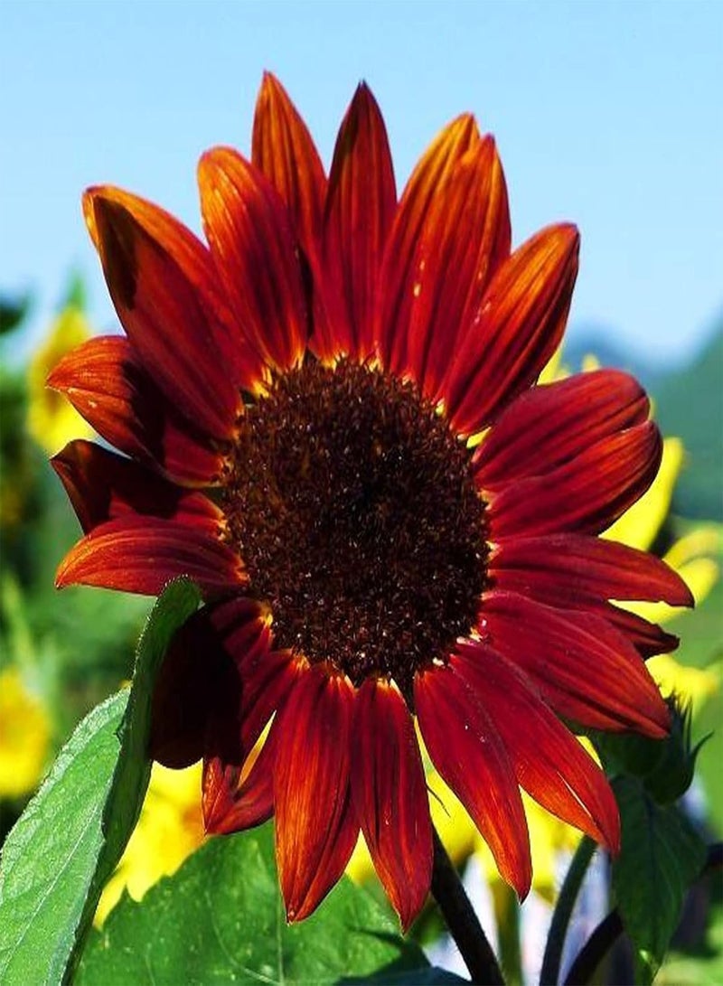 GGOOT Sunflower Seeds,30Pcs Flower Seeds Clumping Medium Watering Attractive Natural Mixed Sunflower Seeds Garden Supplies Pink - Image 4