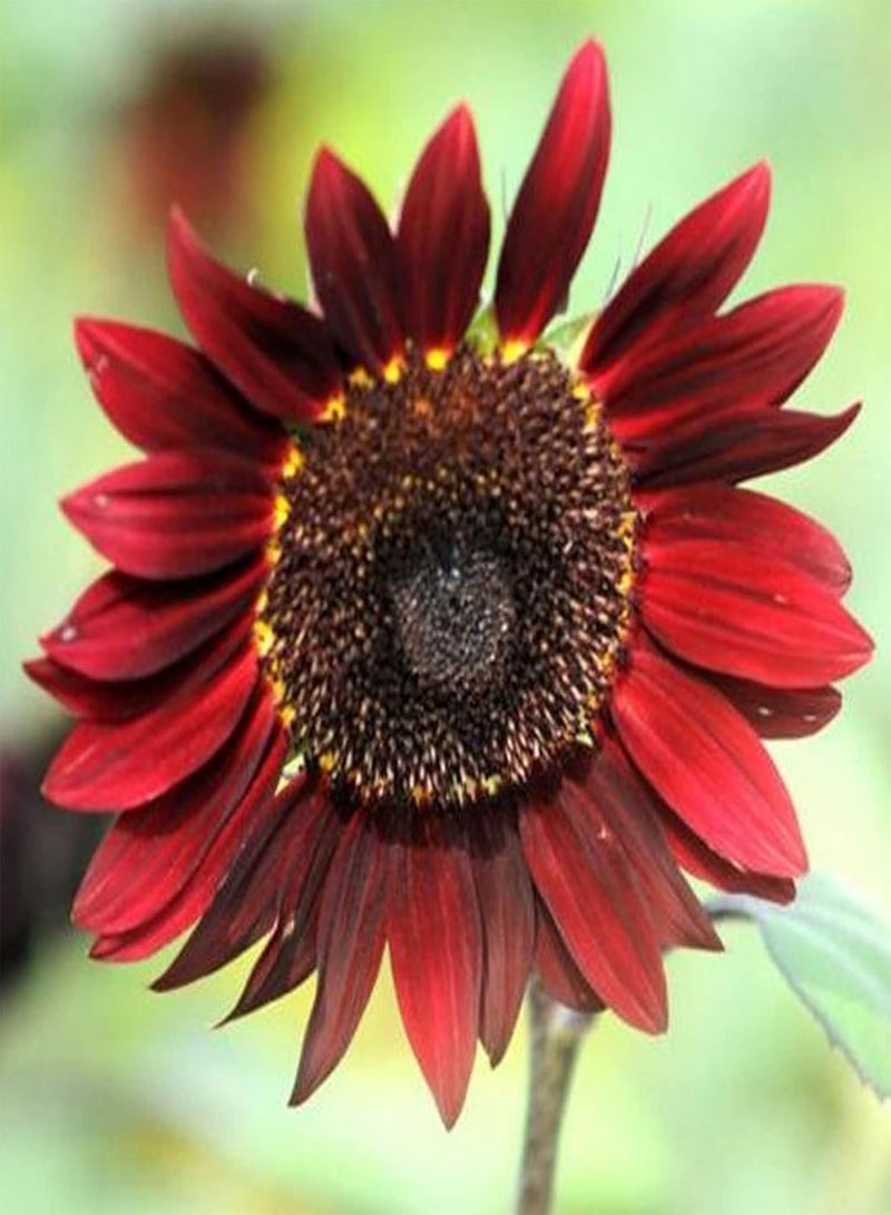 GGOOT Sunflower Seeds,30Pcs Flower Seeds Clumping Medium Watering Attractive Natural Mixed Sunflower Seeds Garden Supplies Pink - Image 5