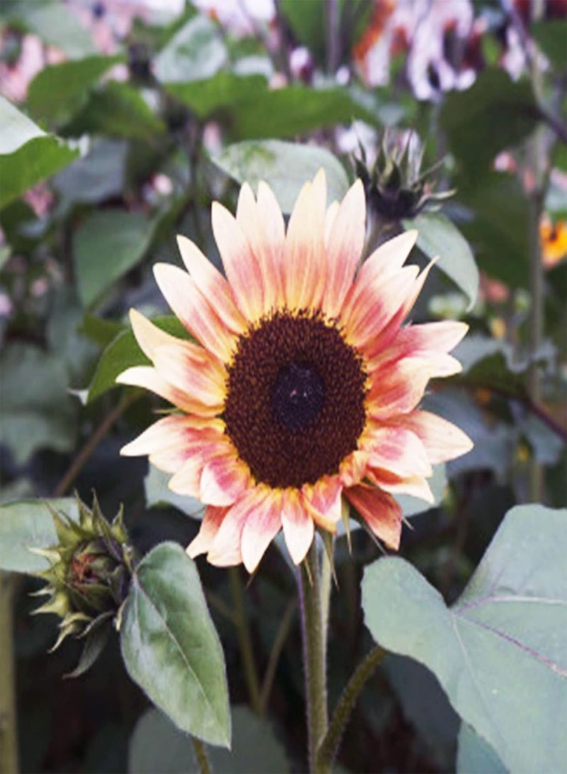 GGOOT Sunflower Seeds,30Pcs Flower Seeds Clumping Medium Watering Attractive Natural Mixed Sunflower Seeds Garden Supplies Pink - Image 3