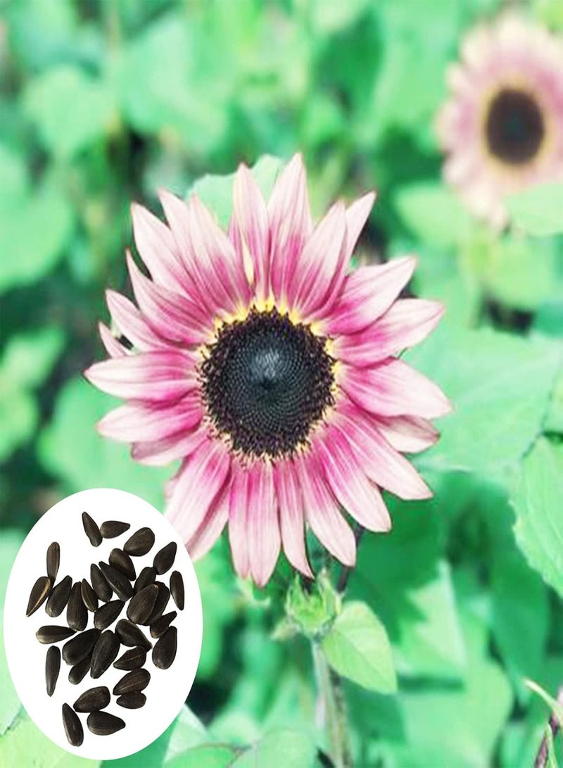 GGOOT Sunflower Seeds,30Pcs Flower Seeds Clumping Medium Watering Attractive Natural Mixed Sunflower Seeds Garden Supplies Pink - Image 1