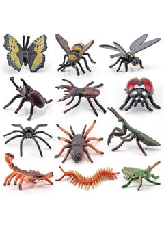 Insect Animal Multicolor