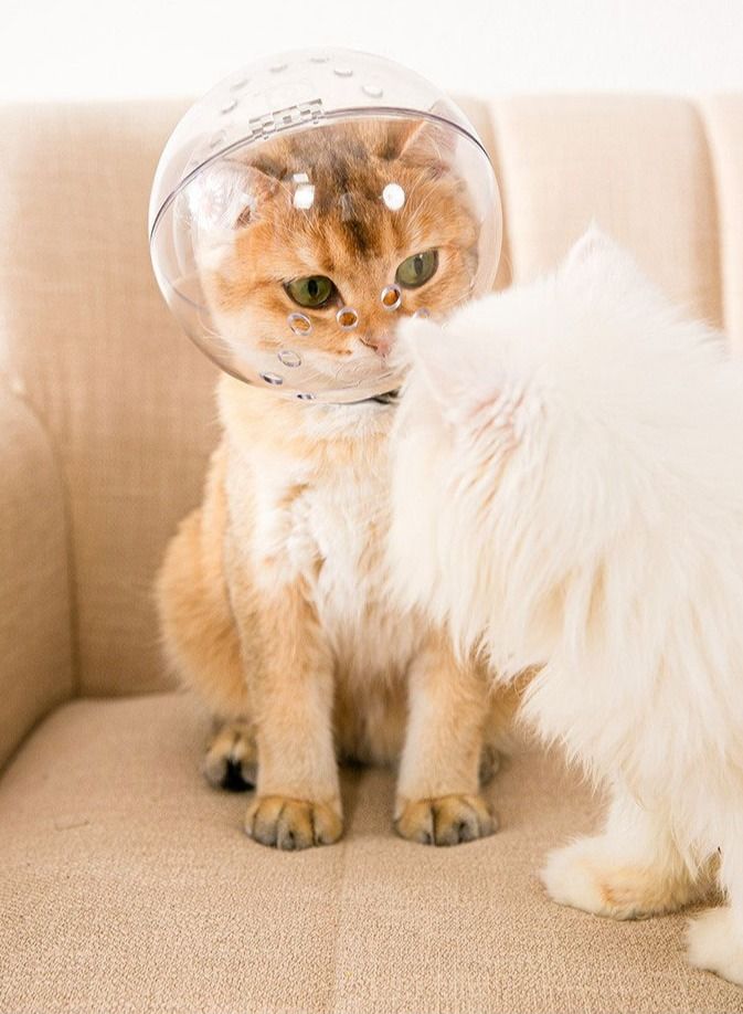 خوذة Altheqa القابلة للتنفس للقطط لمنع العض وغطاء العناية بالحيوانات الأليفة كمامة للقطط للاستحمام متوسطة الحجم - Image 2