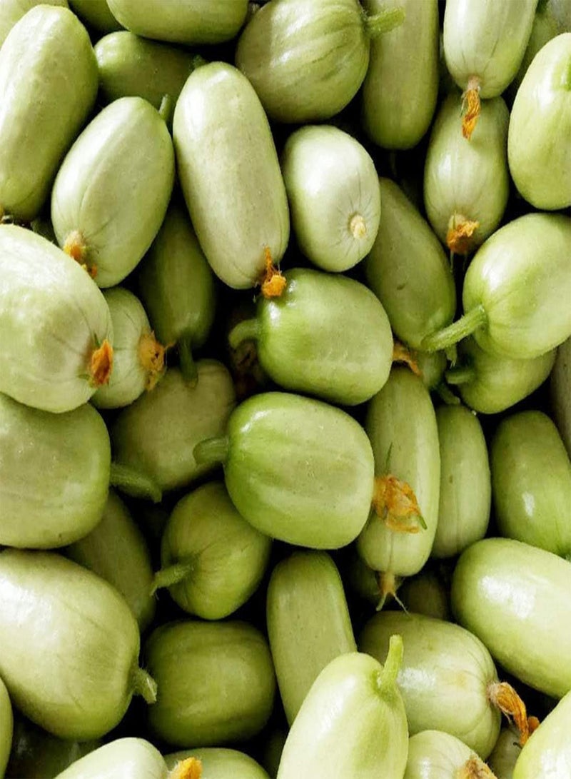 GGOOT 50Pcs Cucumber Seeds Smooth Skin Fragrant Taste Nutrient-Rich Vegetable Seeds for Home Garden Planting Low Maintenance High Production - Image 3