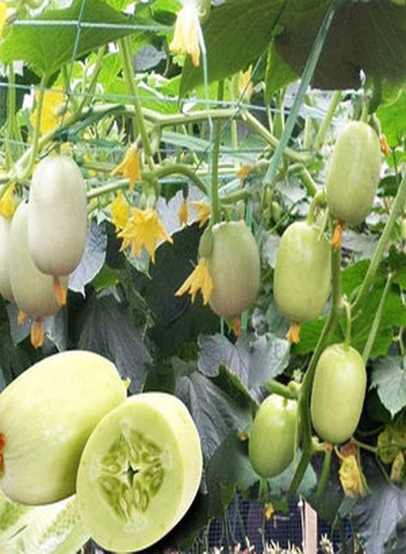 GGOOT 50Pcs Cucumber Seeds Smooth Skin Fragrant Taste Nutrient-Rich Vegetable Seeds for Home Garden Planting Low Maintenance High Production - Image 2