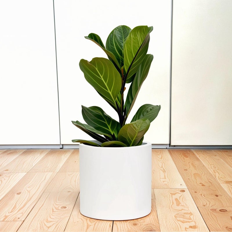 Fox & Fern 10 Inch Plant Pot with Hidden Saucer â€” Premium Lightweight Fiberstone Matte White Self Watering Planter with Seamless Saucer; Indoor & Outdoor Use; Weather Resistant & UV Resistant - Image 1
