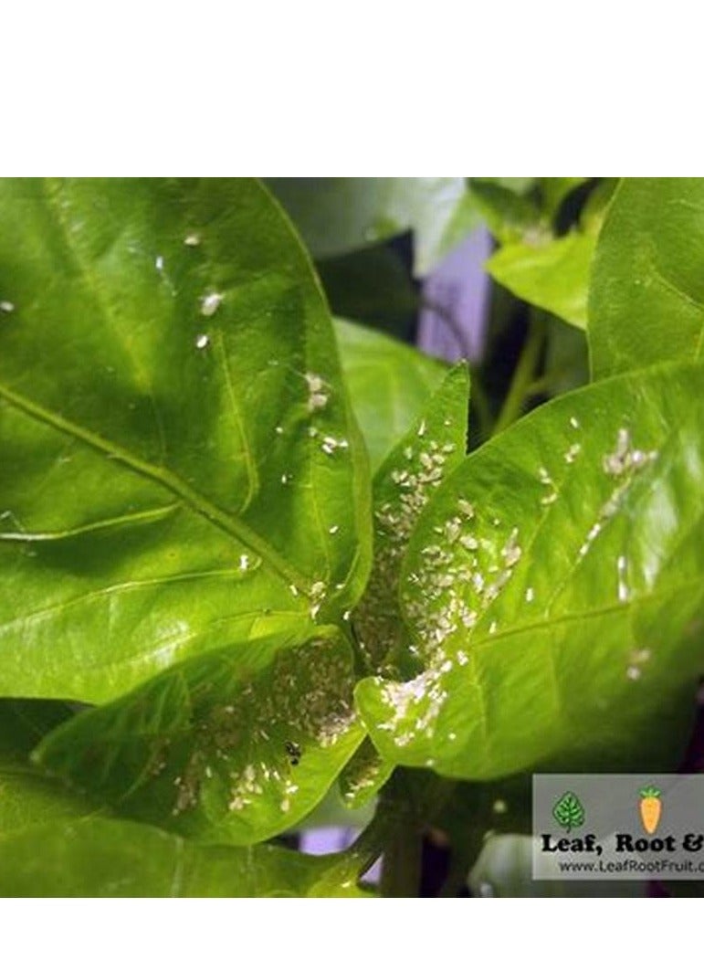 Crystal Sfenvalo Star® Insecticide For Plant 1Ltr No.1 Choice of Gardeners |Spain | - Image 2