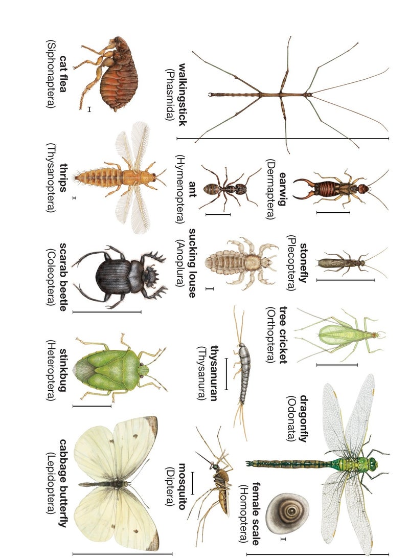 Crystal Sfenvalo Star® Insecticide For Plant 1Ltr No.1 Choice of Gardeners |Spain | - Image 3